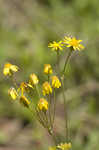 Roundleaf ragwort